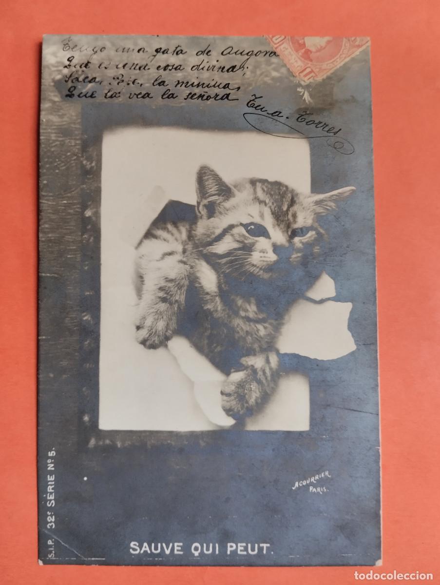 Postales: JHR - POSTAL. GATO..AL POETA HUESCA CRISTINO GASOS SAMITIER VER DESCRIPCION