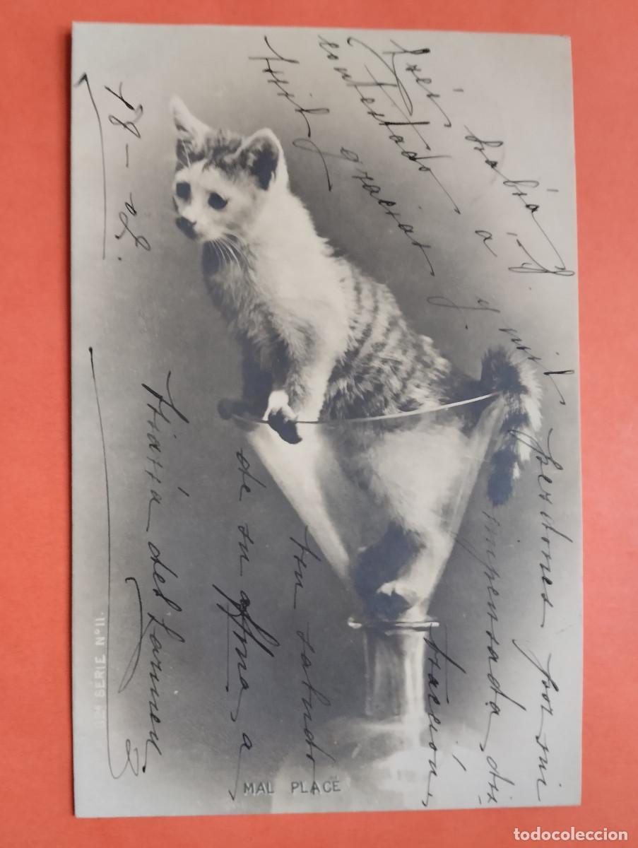 Postales: JHR - POSTAL GATO.. AL POETA HUESCA CRISTINO GASOS SAMITIER VER DESCRIPCION