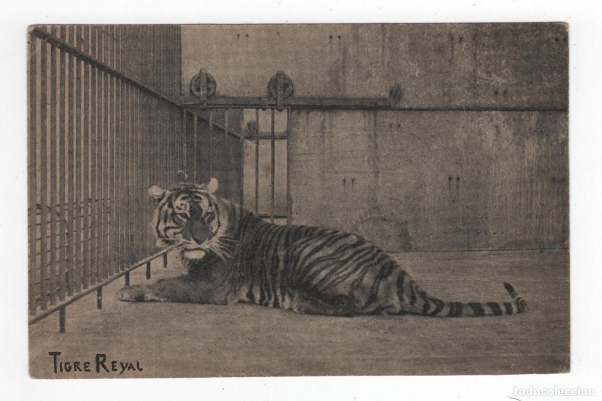 Postales: TIGRE REYALPOSTAL SIN USO UNIO POSTAL UNIVERSAL VER REVERSO