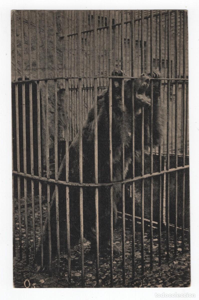 Postales: OSO EN UNA JAULA, POSTAL SIN USO UNIO POSTAL UNIVERSAL VER REVERSO
