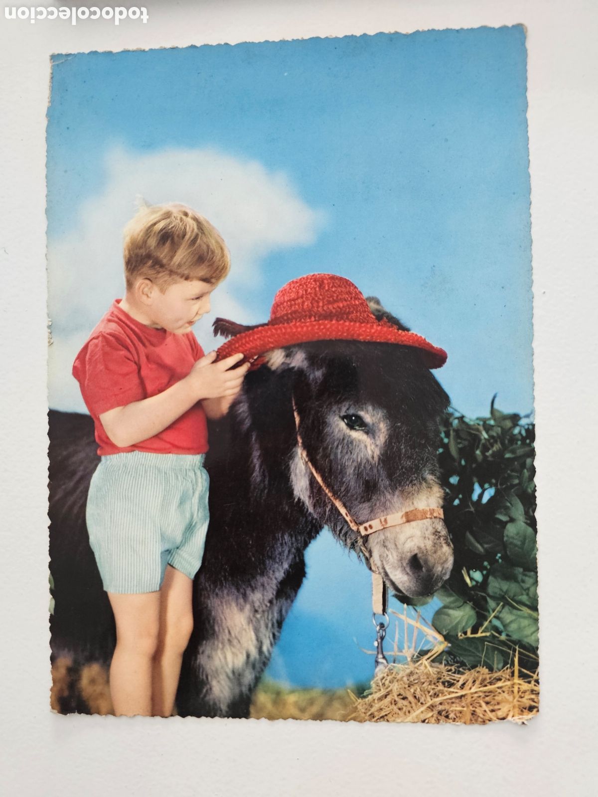 Postales: Postal de gran tama&ntilde;o ni&ntilde;o con burro Italia Italy Piccoli Milano 1950s 1960s
