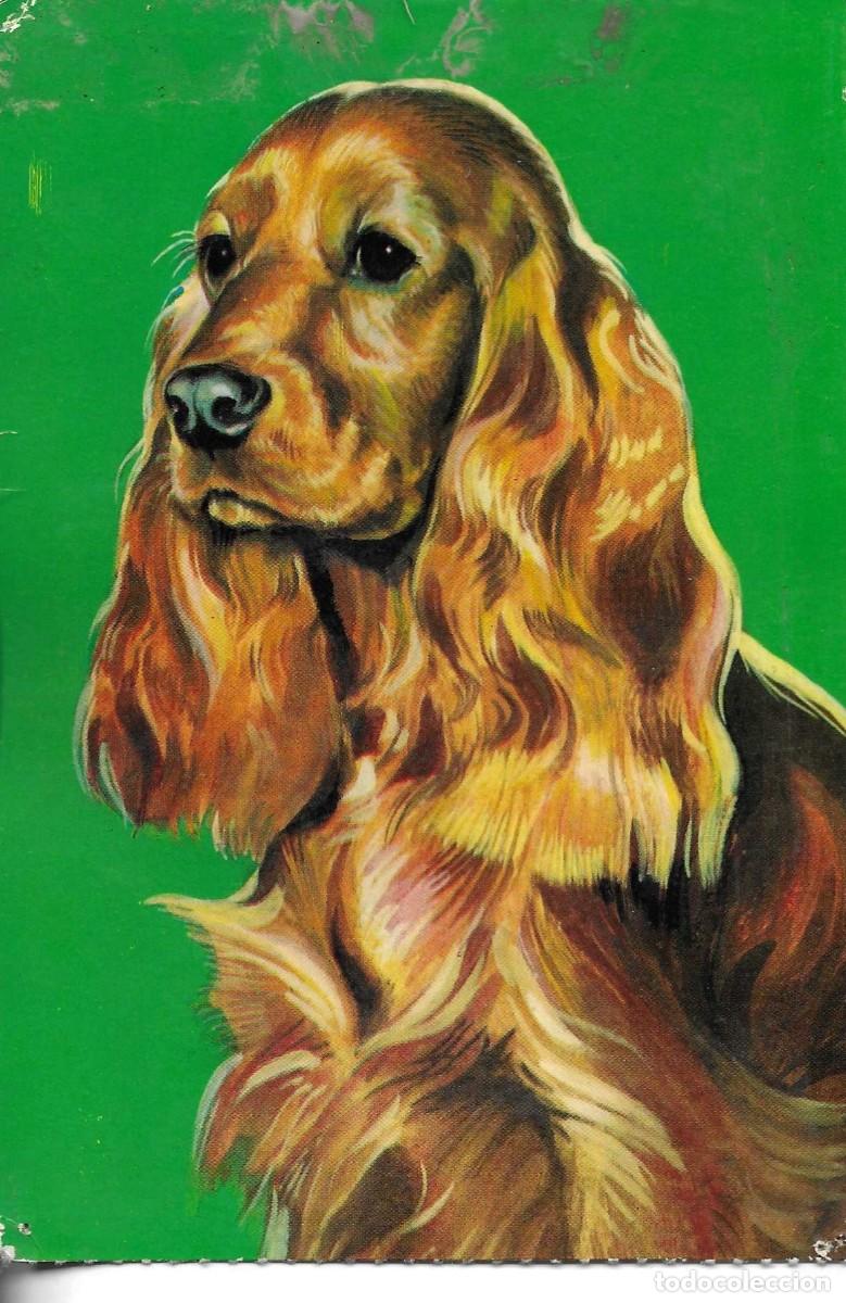 Postales: Postal retrato de perro Spaniel. Moderna. Edit. Bergas Ind. Gr&aacute;fica