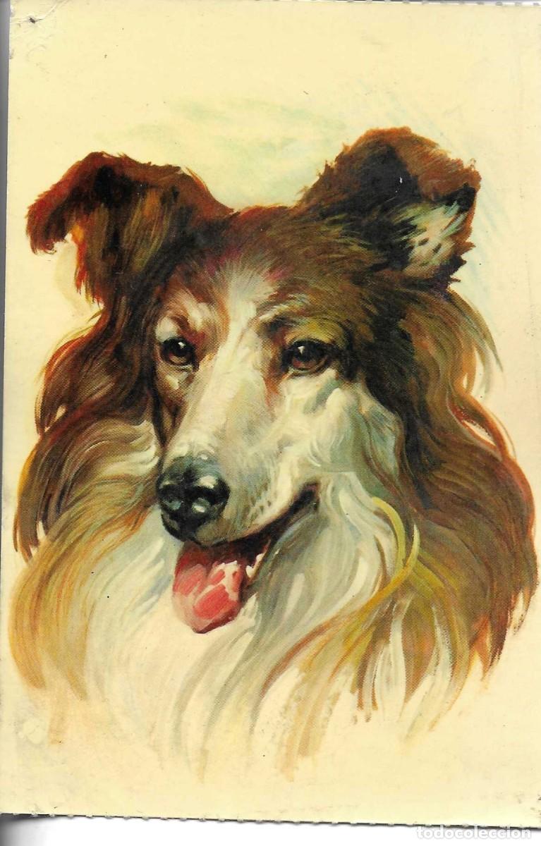 Postales: Postal retrato de perro Colley. Moderna. Edit. Bergas Ind. Gr&aacute;fica