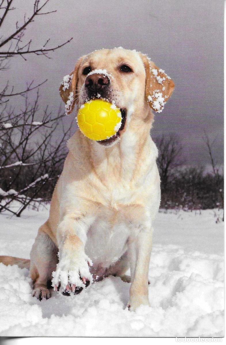 Postales: &rdquo;Perro deportista con su pelota para la nieve&rdquo; Moderna foto postal. 10 x 15 cms. Hecha en China