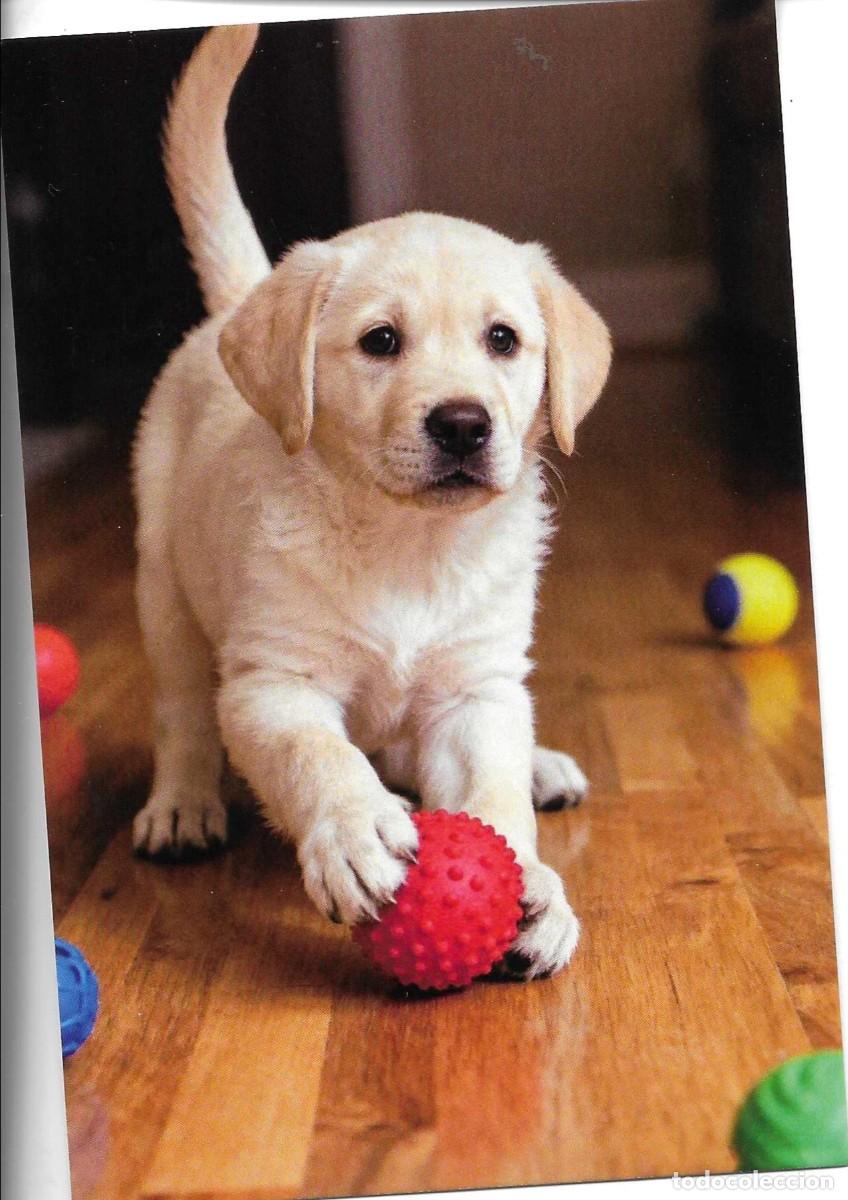 Postales: &rdquo;Perro deportista con su pelota de juego&rdquo; Moderna foto postal. 10 x 15 cms. Hecha en China