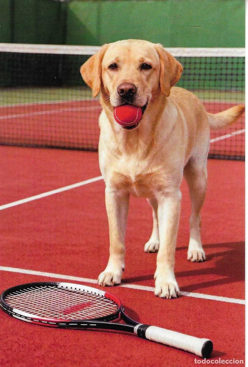 Postales: &rdquo;Perro Labrador deportista con su pelota de tenis&rdquo; Moderna foto postal. 10 x 15 cms. Hecha en China