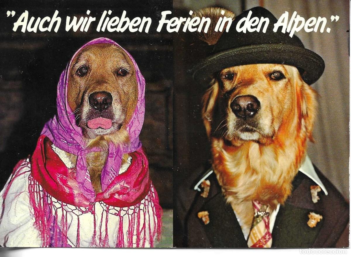 Postales: &rdquo;Pareja de perros en Los Alpes&rdquo; Moderna postal Alemana, en color. 10 x 15 cms.