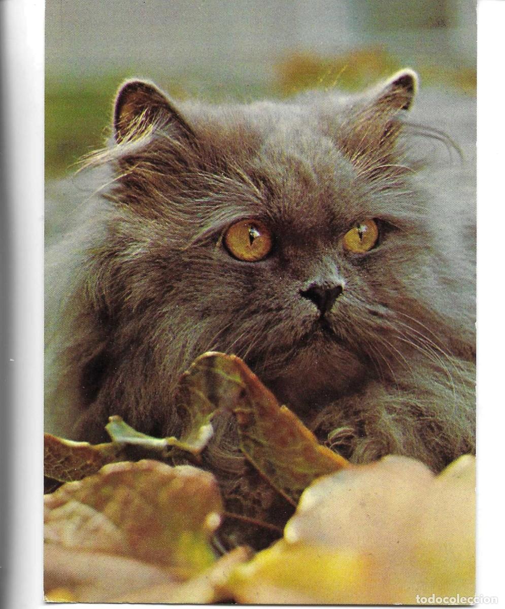Postales: &rdquo;Nero. Gato Persa azul, en Cheltehham&rdquo; Moderna postal Inglesa, en color. 10 x 15 cms.