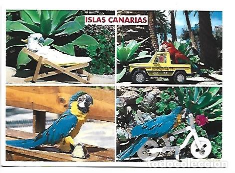 Postales: &rdquo; LOROS &rdquo;.- ISLAS CANARIAS - Foto 1