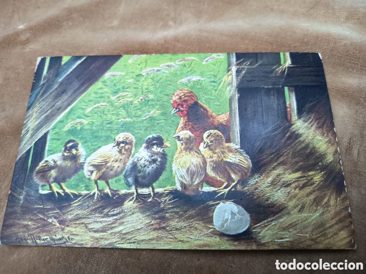 Postales: Postal pollitos y huevos 1920 Muller Alemania