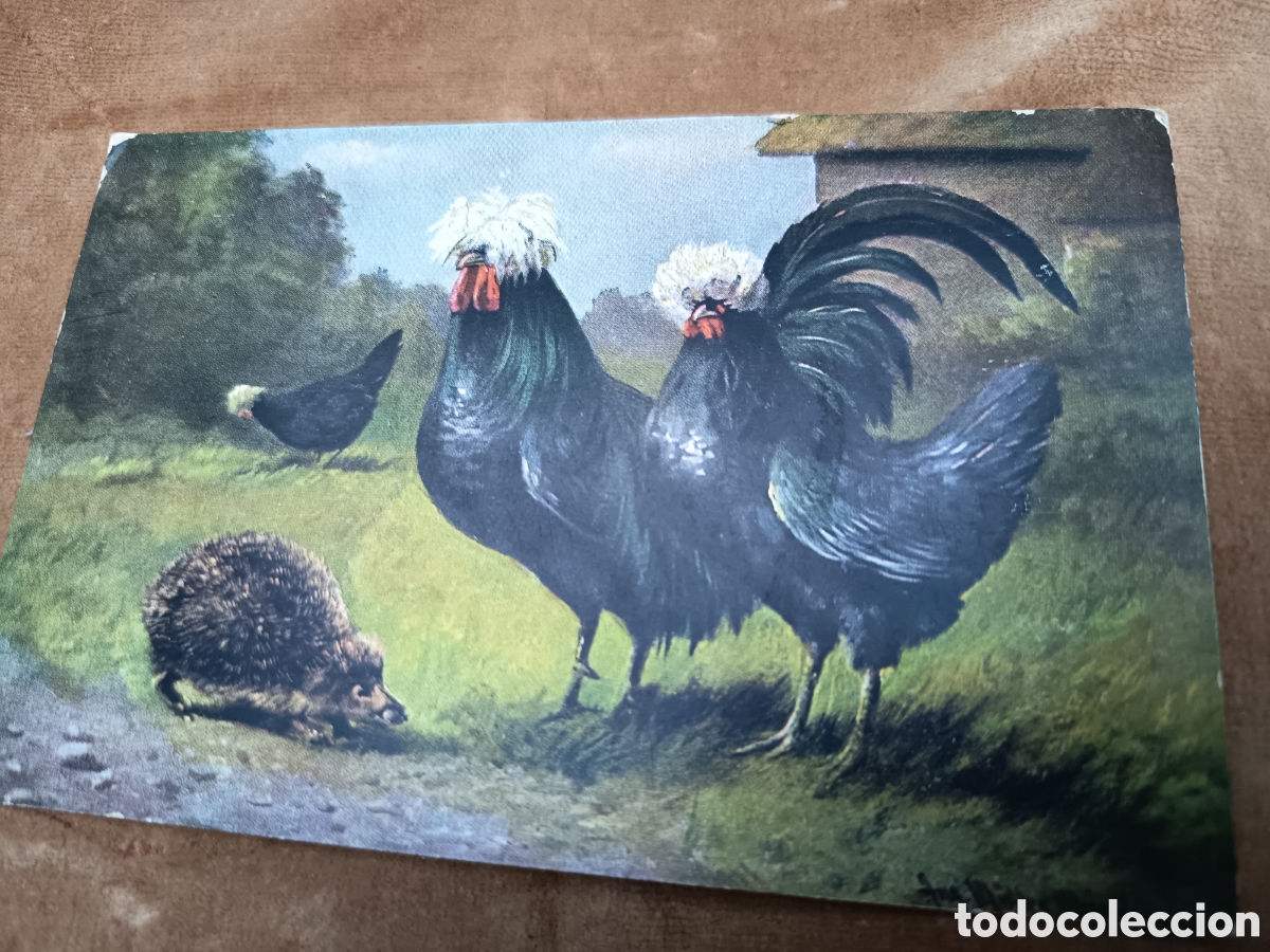 Postales: Gallinas polacas de cresta blanca 1909 Muller Alemania