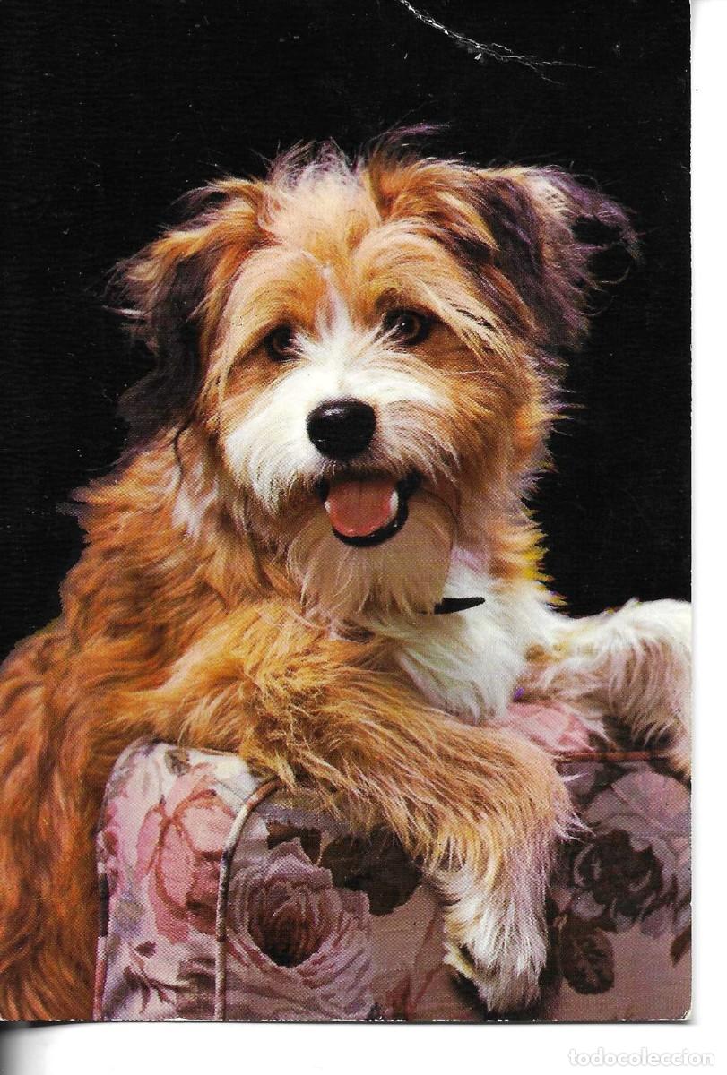 Postales: &rdquo;&rdquo;Perro. Collie&rdquo; Moderna postal fotogr&aacute;fica 1970s. Edot BV. Escrita.No circulada