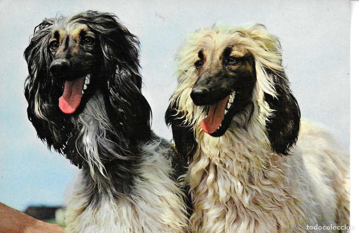 Postales: &rdquo;Dos perros&rdquo; Moderna postal fotogr&aacute;fica 1970s. Edit Vikingo. Escrita.No circulada