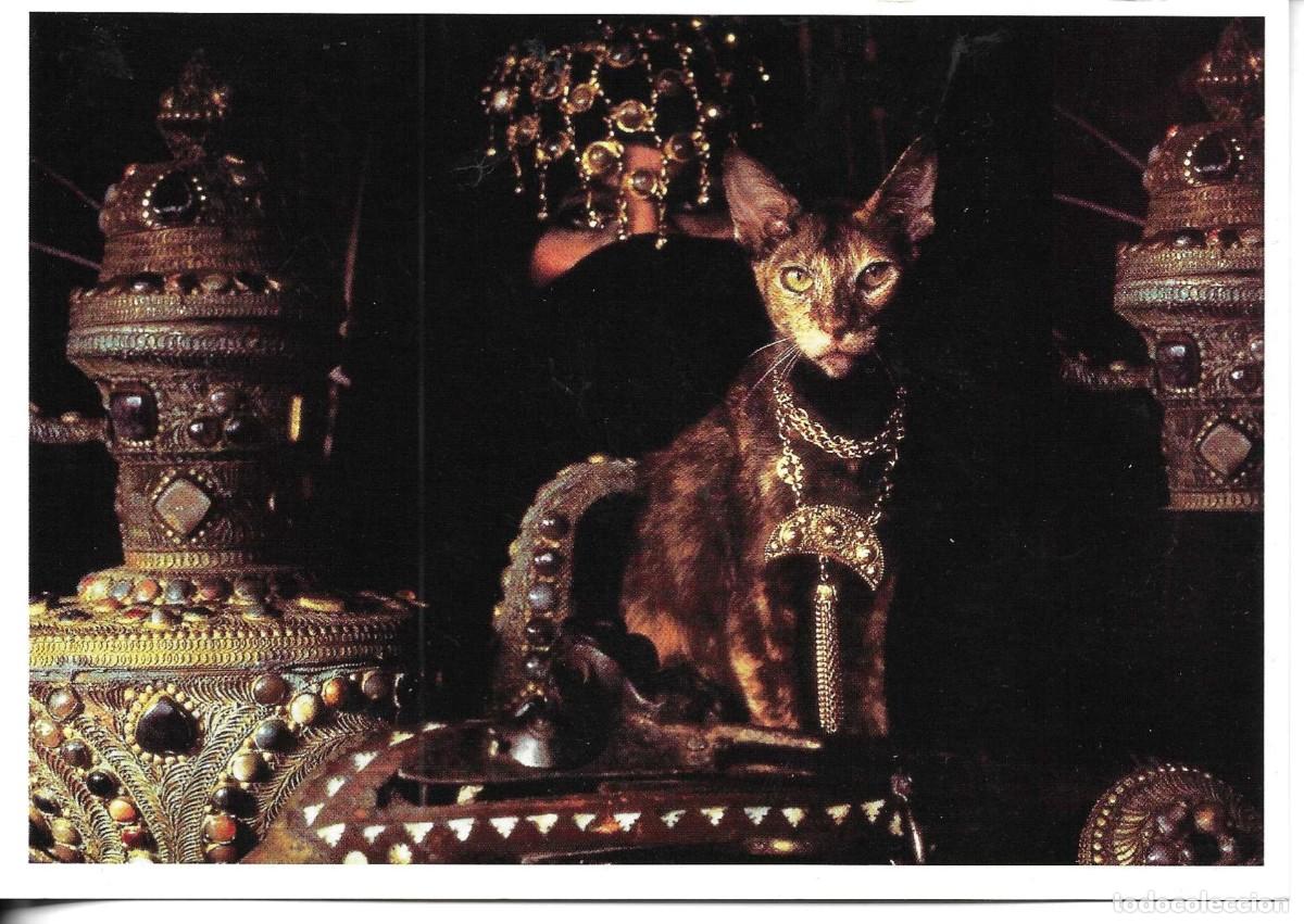 Postales: &rdquo;Gato misterioso&rdquo; Moderna postal fotogr&aacute;fica Alemana. 11 x 16 cms. Edit Benedikt Taschen 1993