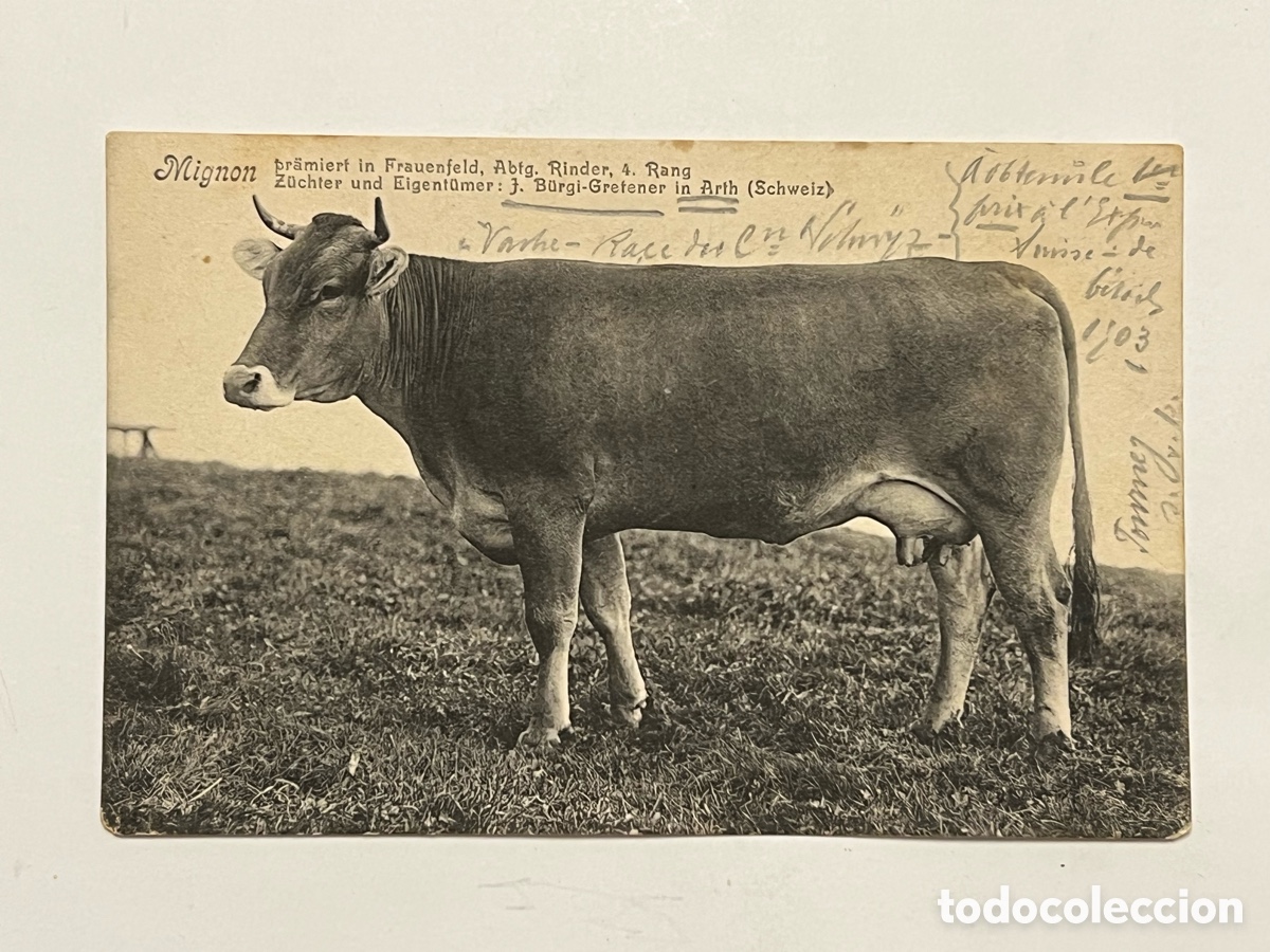 Postales: LA VACA MIGNON.. Postal Premiado en Frauenfeld, Divisi&oacute;n de Ganado Vacuno, 4.&ordm; puesto. SUIZA