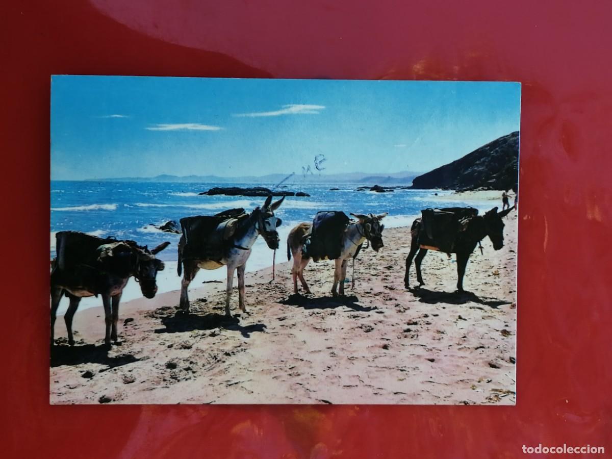 Postales: POSTAL 18836 MAT.ALMU&Ntilde;ECAR GRANADA 1984-BEASCOA 813 ESPA&Ntilde;A BURRITOS ARENEROS PLAYA FAUNA