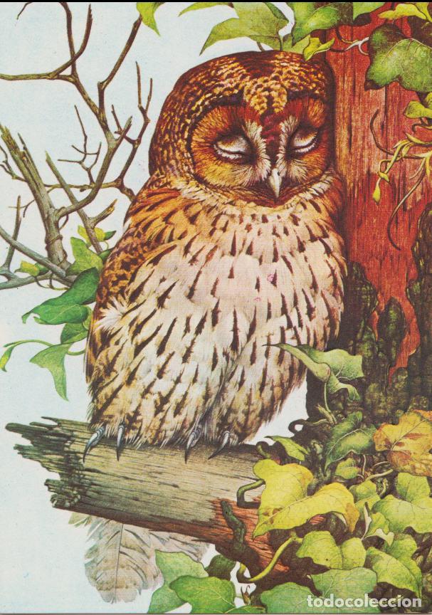 Postales: TAWNY OWL ASLEEP&rdquo; (C&Aacute;RABO COM&Uacute;N DORMIDO) &ndash; DIBUJO DE KENNETH LILLY &ndash; THE MEDICI &ndash; S/C