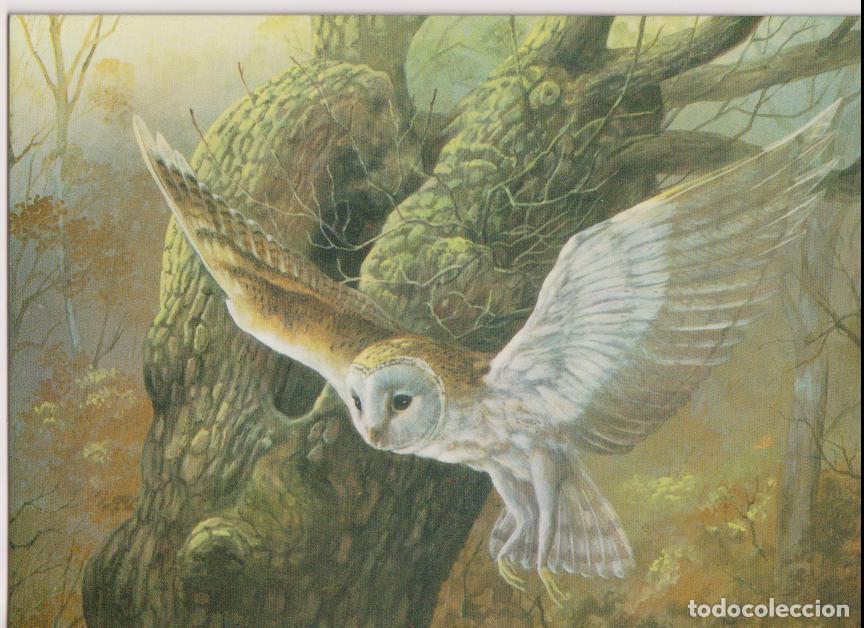 Cartes Postales: OWL IN FLIGHT&rdquo; (B&Uacute;HO EN VUELO) DIBUJO DE DAPHINE BAXTER &ndash; THE MEDICI 2188 &ndash; S/C