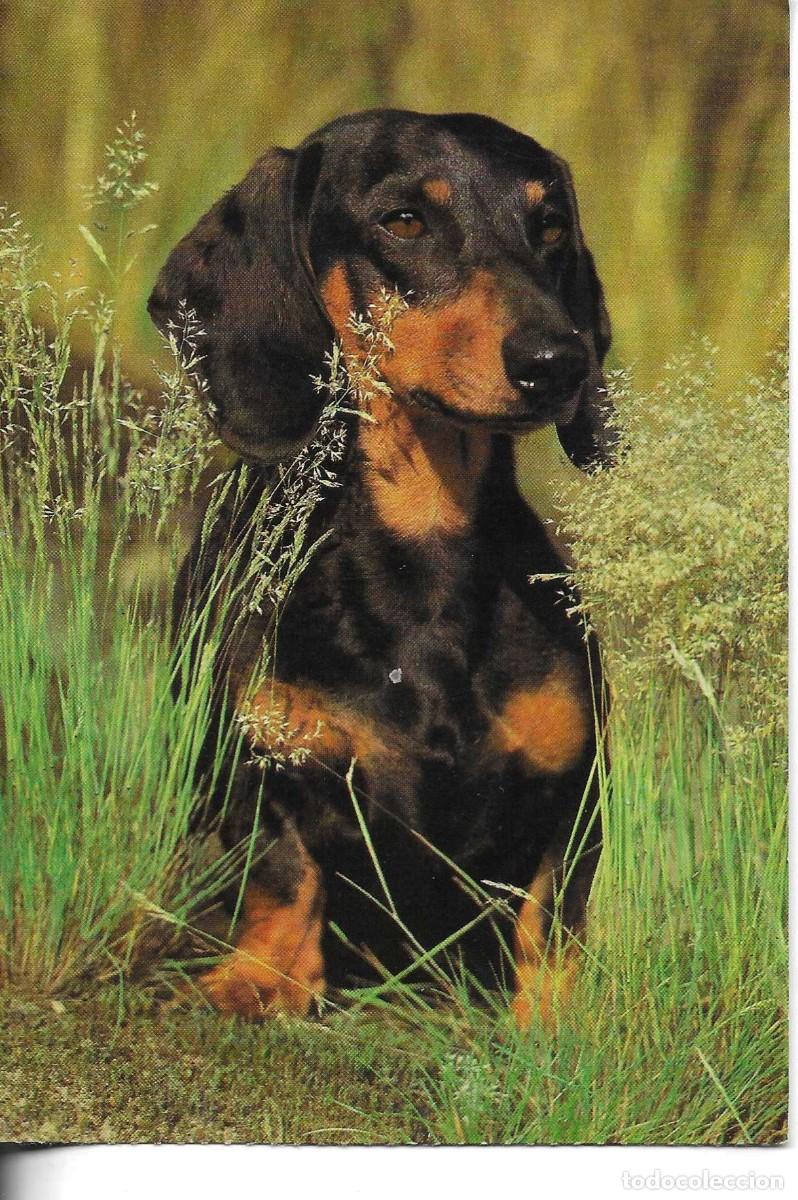 Postales: &rdquo;Perro Kurthaardackel&rdquo; Moderna postal fotogr&aacute;fica Alemana. Escrita. No circulada