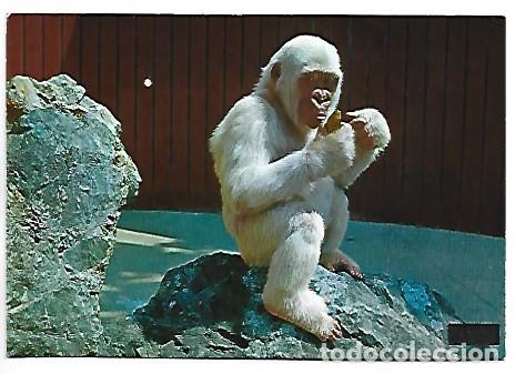 Postales: GORILA ALBINO &rdquo; COPITO DE NIEVE &rdquo;.- PARQUE ZOOLOGICO DE BARCELONA