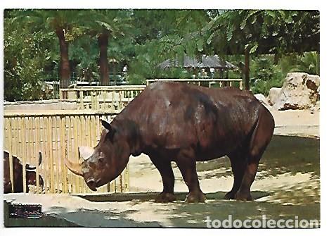 Postales: &rdquo; RINOCERONTE BICORNE &rdquo;.- PARQUE ZOOLOGICO DE BARCELONA