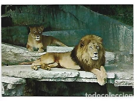 Postales: &rdquo; LEONES &rdquo;.- PARQUE ZOOLOGICO DE BARCELONA
