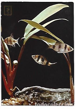 Postales: PECES EN SU PECERA..