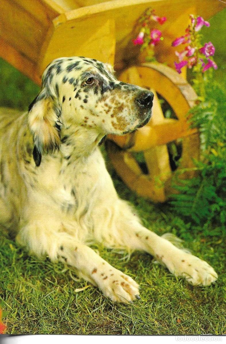 Postales: &rdquo;Perro guardando jard&iacute;n&rdquo; Moderna postal en color. Edit Vikingo. 11 x 15 cm. No circulada