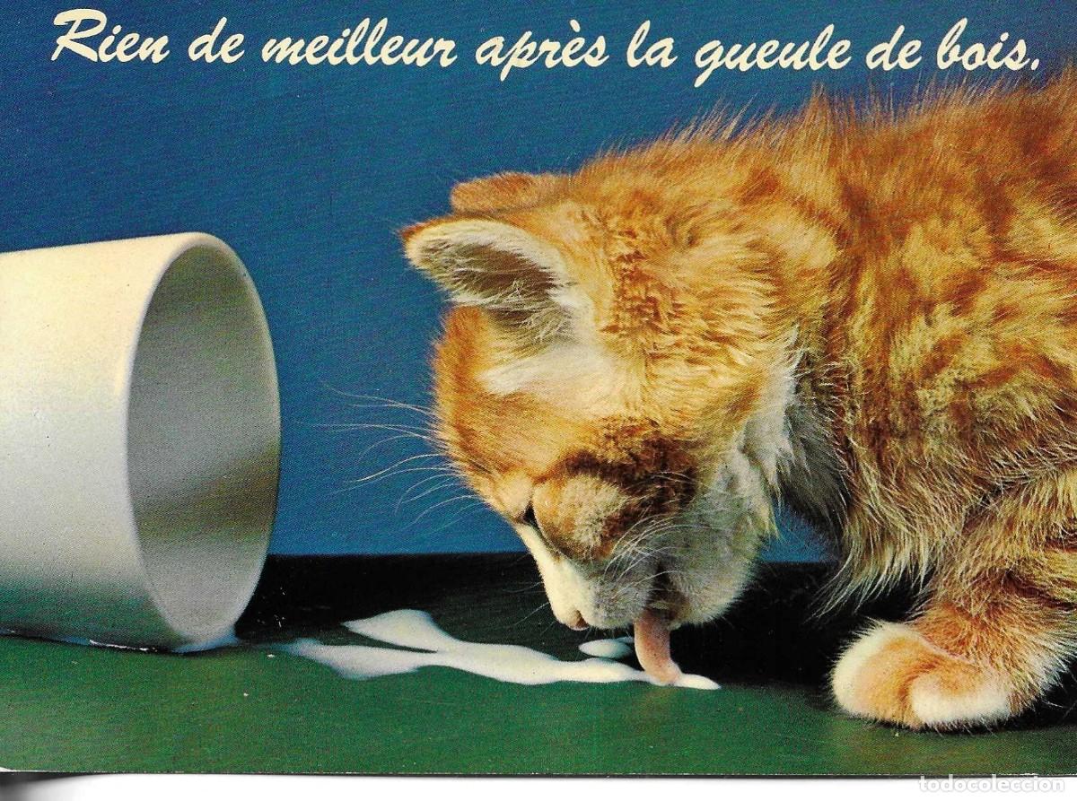 Postales: &rdquo;Gato lamiendo leche&rdquo; Moderna postal Suiza en color. 1970s. 11 x 15 cm. No circuada
