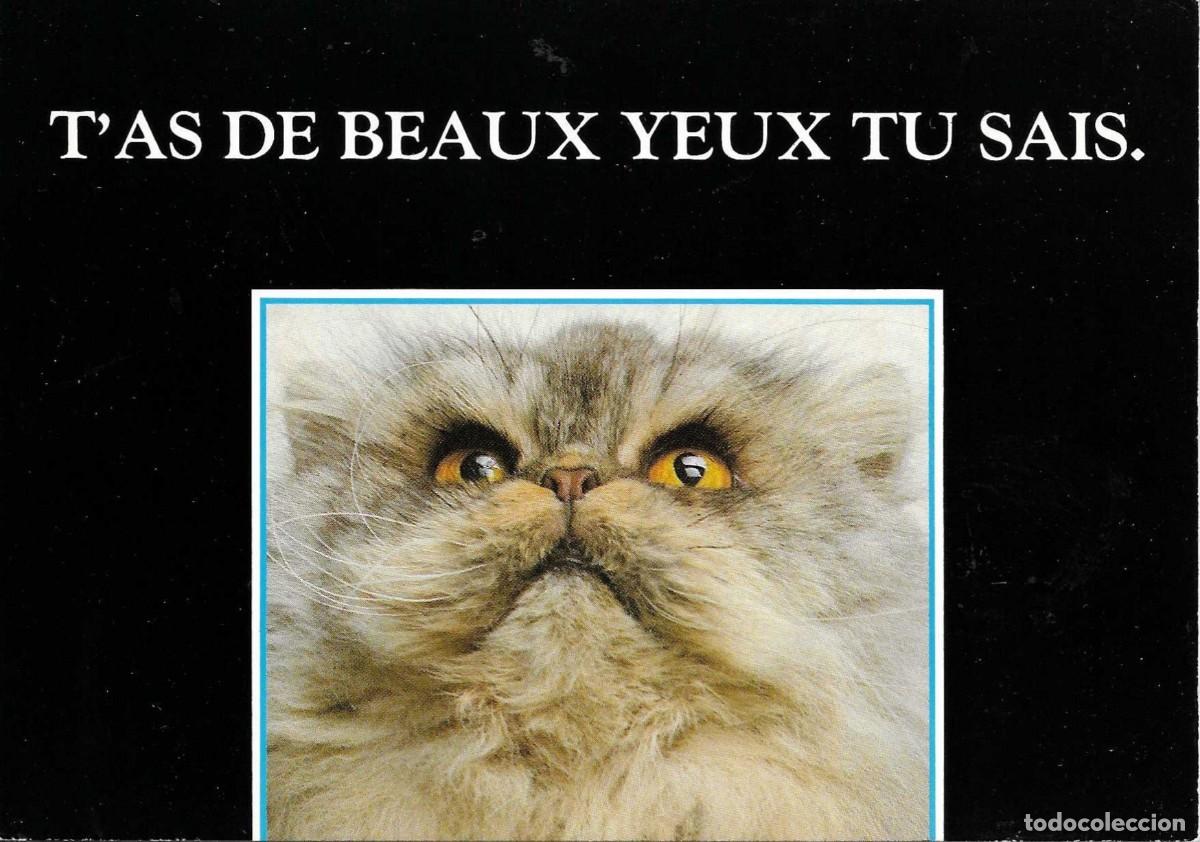Postales: &rdquo;Gato. Ojos bonitos&rdquo; Moderna postal Francesa en color. 1980s. 11 x 15 cm. Escrita. No circulada