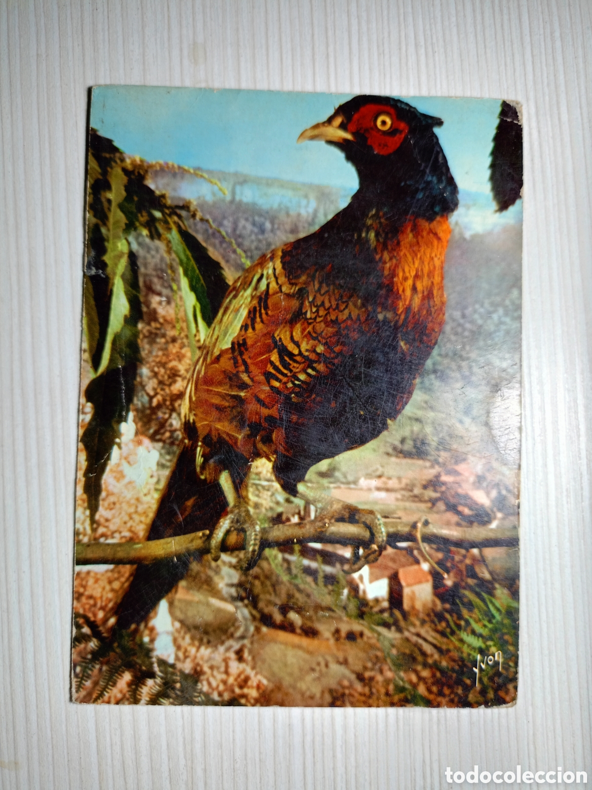 Postales: LES OISEAUX DE JEAN LOURANE Le Faisan &Eacute;ditions d'art Yvon Sin uso