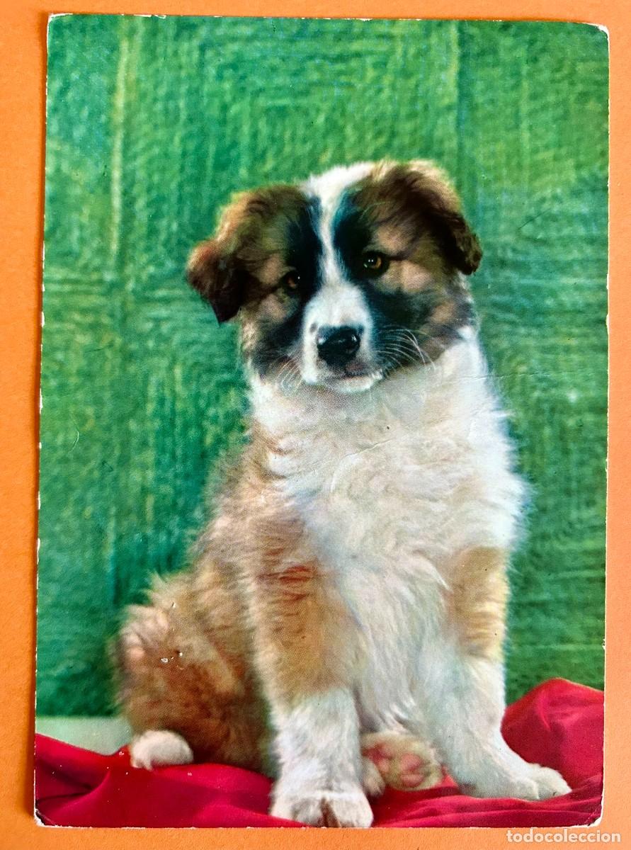 Postales: POSTAL PERRO CACHORRO MASCOTA - D3 1850/5 STAMPATO IN ITALIA - ESCRITA c. 1958