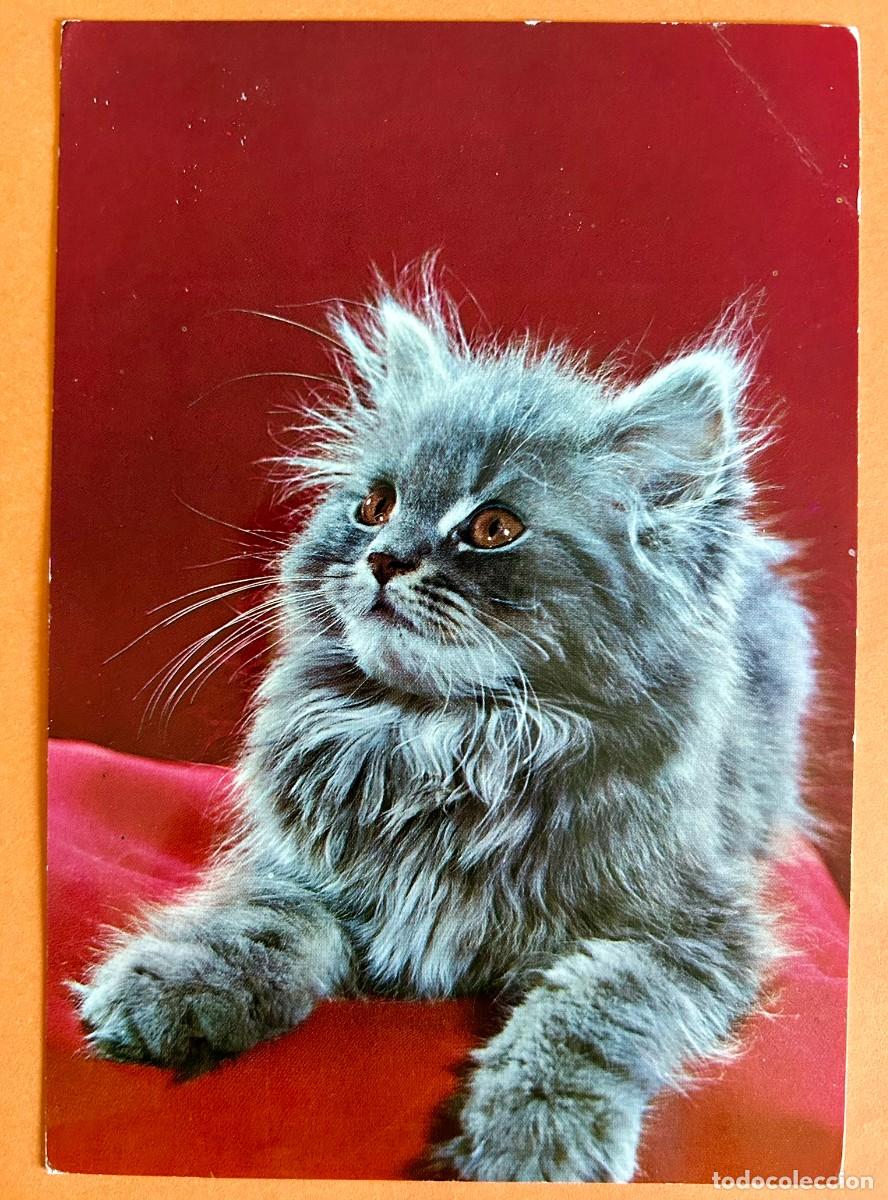 Postales: POSTAL GATO MASCOTA - CyZ 6668 - A&Ntilde;O 1966 ESCRITA CIRCULADA SELLO EDIFIL 1153