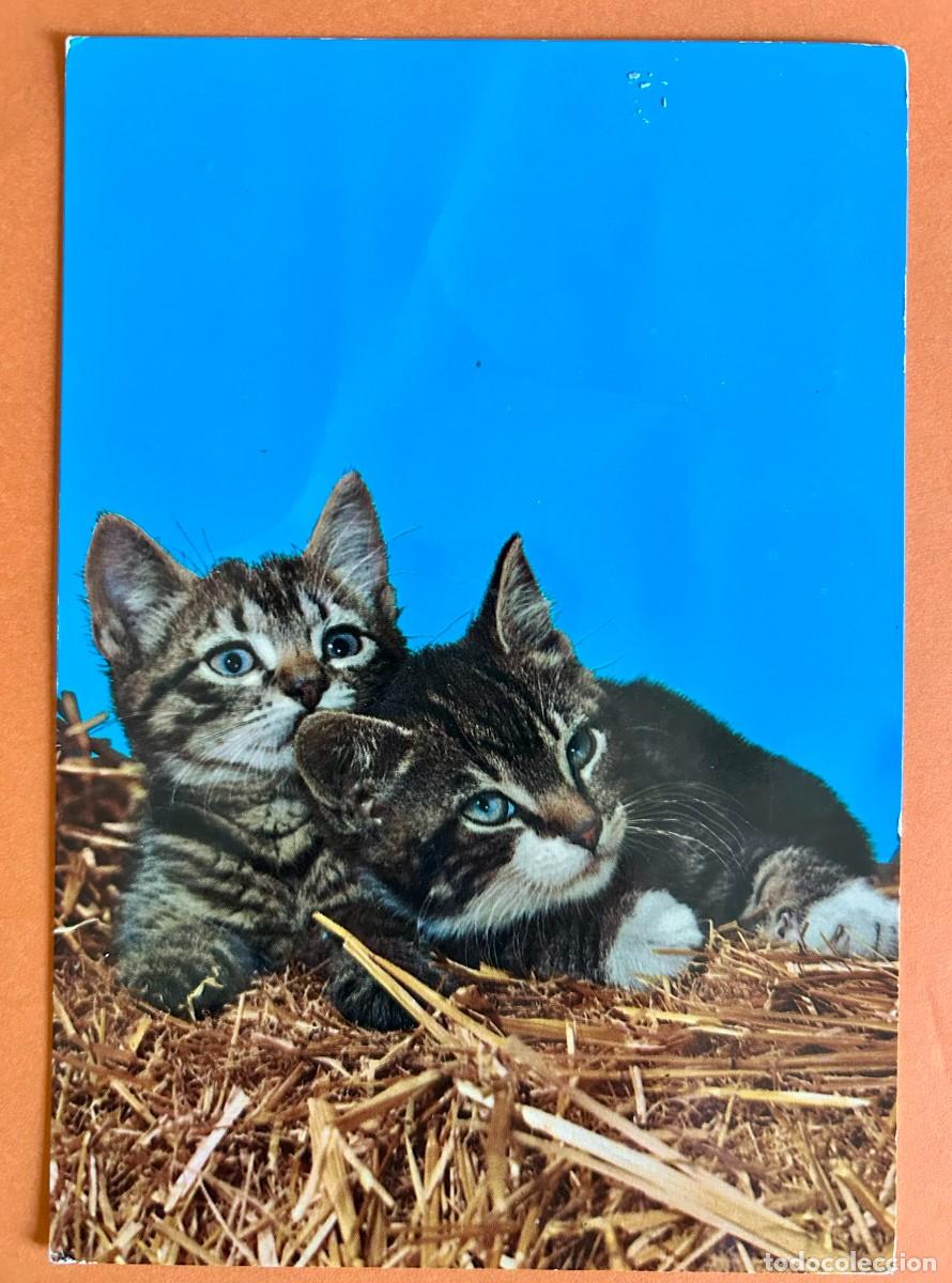 Postales: POSTAL GATOS LINDOS GATITOS - CyZ 6606 - A&Ntilde;O 1965 ESCRITA CIRCULADA SELLO EDIFIL 1151