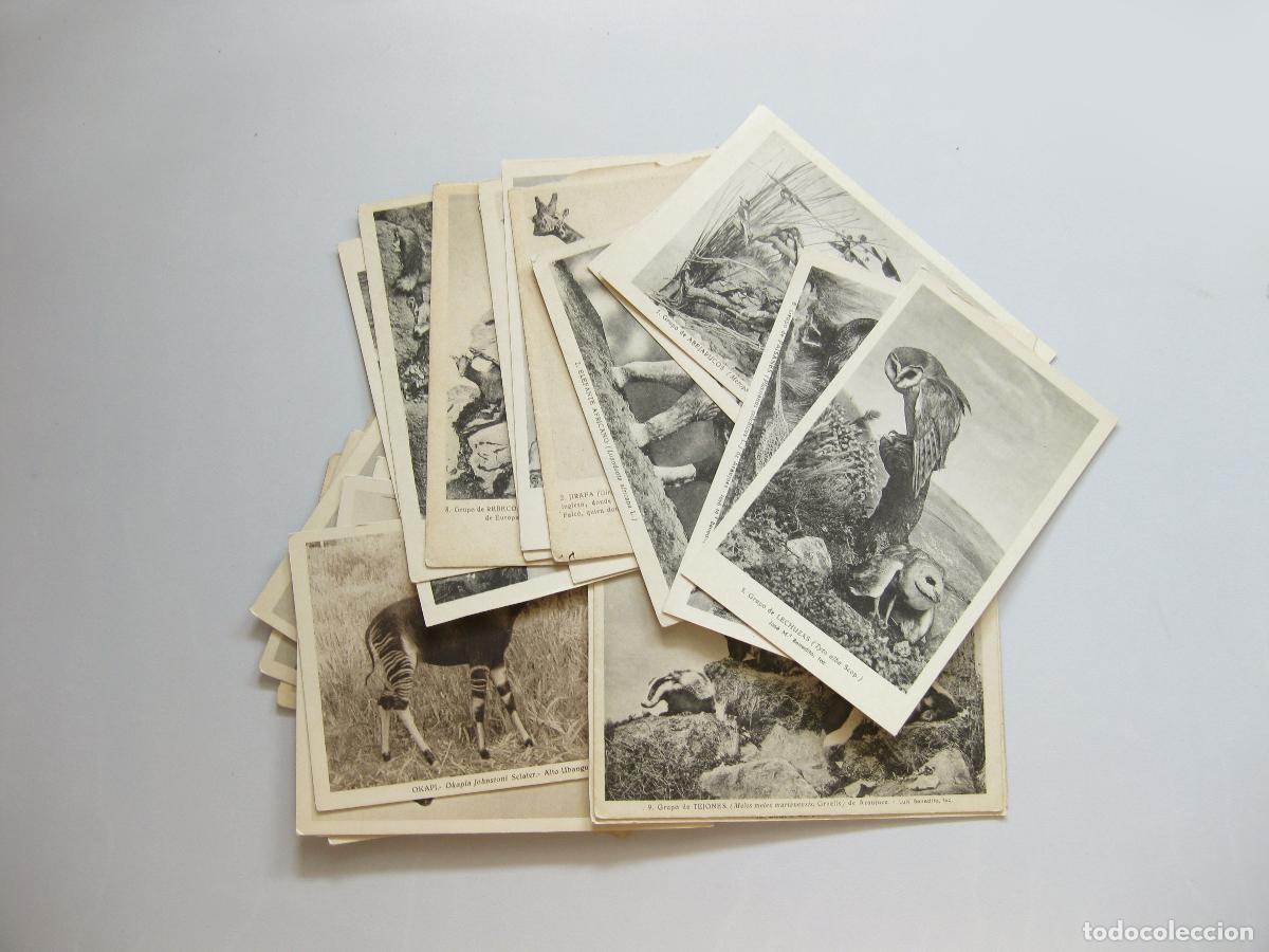 Postales: LOTE DE 28 POSTALES ANTIGUAS DEL MUSEO DE CIENCIAS NATURALES. AVES Y MAM&Iacute;FEROS.