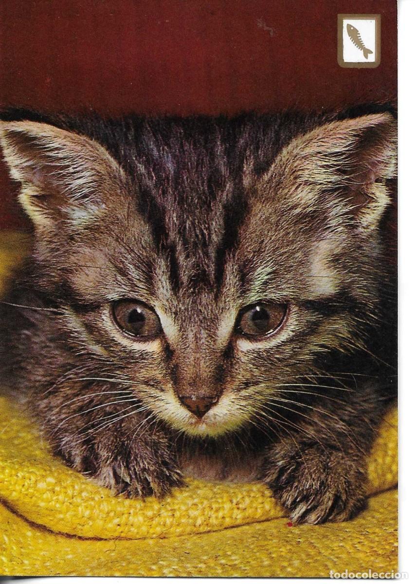 Postales: &rdquo;Gato dom&eacute;stico&rdquo; Moderna postal fotogr&aacute;fica en color. 1970s. Edit FISA