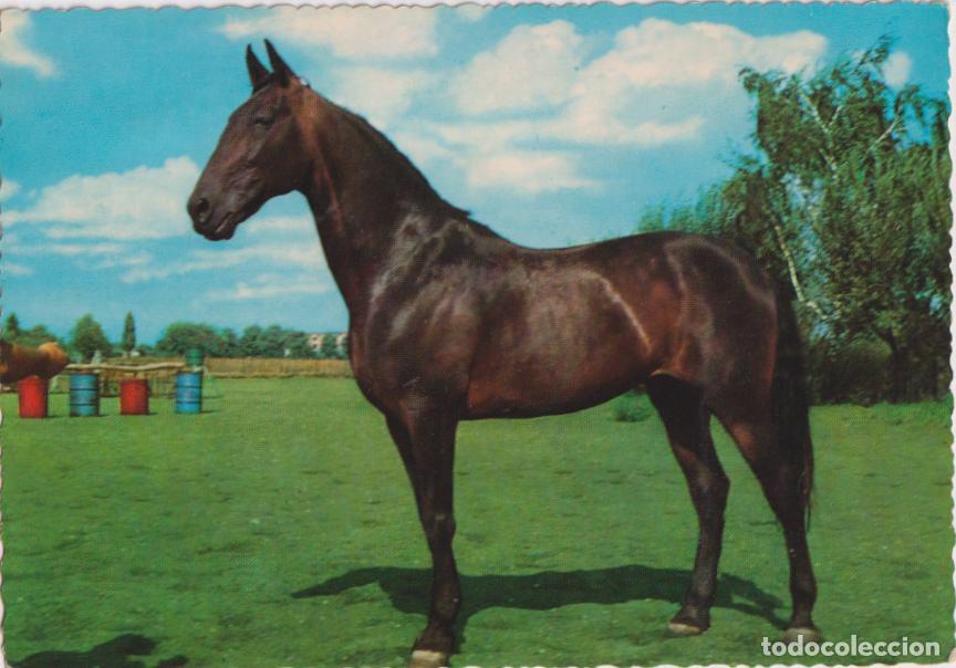 Postais: CABALLO, PURA RAZA - EDITA KR&Uuml;GER 900/167 - S/C