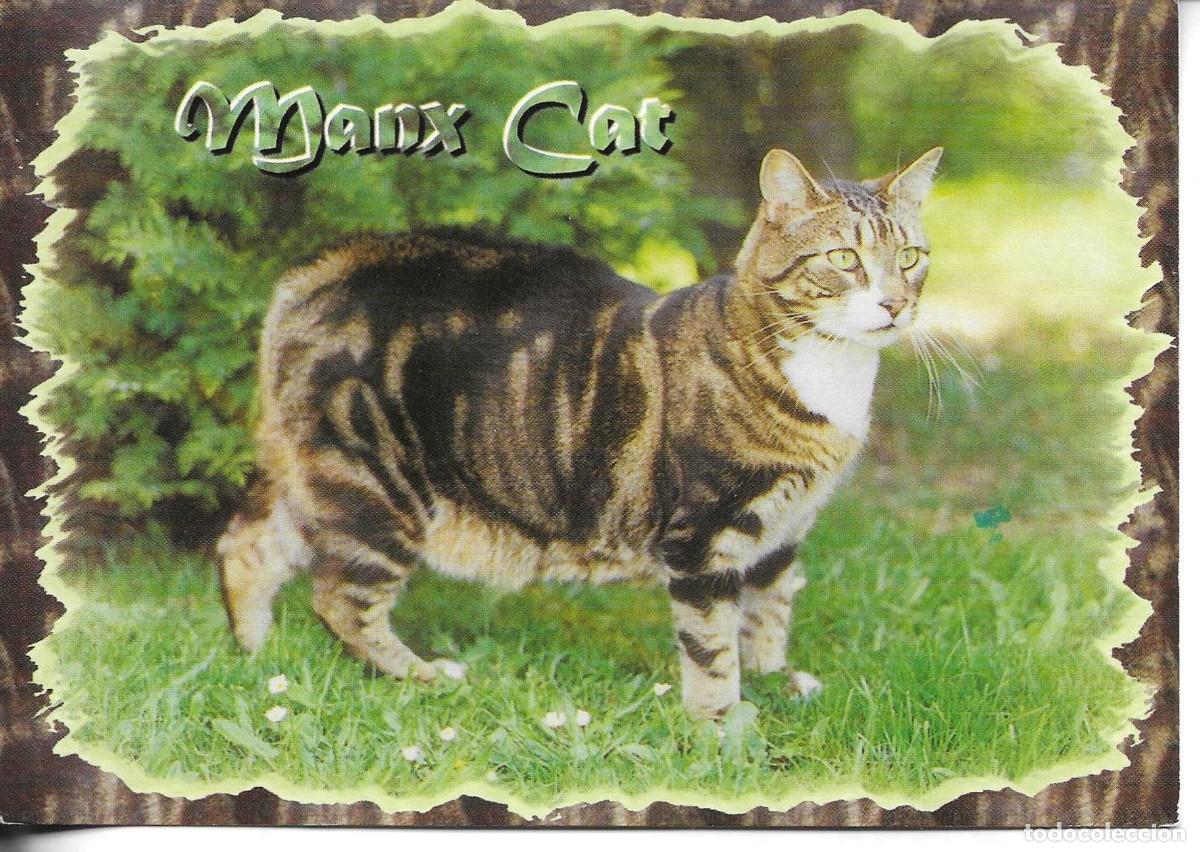 Postales: &rdquo;Gato de Manx. Mans Cat&rdquo;&rdquo; Moderna postal fotogr&aacute;fica Inglesa en color. 1970s.