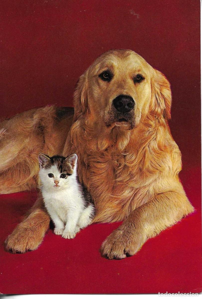 Postales: &rdquo;Perro protegiendo gatito&rdquo;&rdquo; Moderna postal fotogr&aacute;fic en color. 1970s. Edit. C y Z