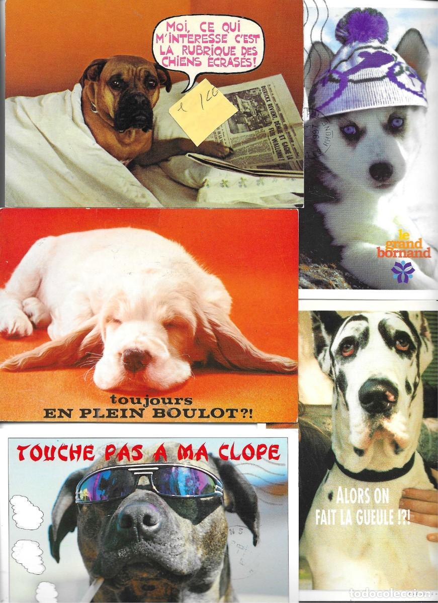 Postales: &rdquo;Perros Inteligentes&rdquo; 5 postales fotogr&aacute;ficas Francesas, Con frases en Frances. 1970s