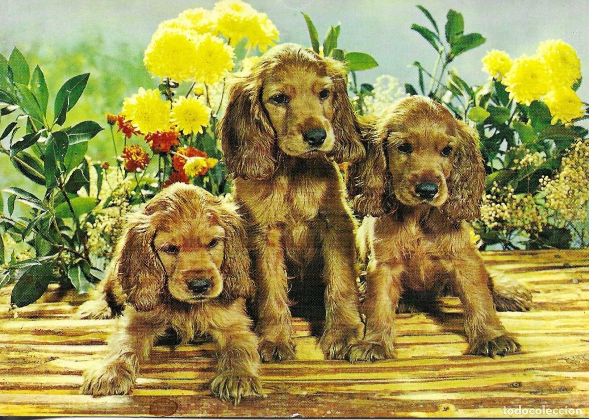 Postales: &rdquo;Tres perros en cesta, con flores&rdquo; Moderna postal fotogr&aacute;fica en color. 1970s. Edita BV