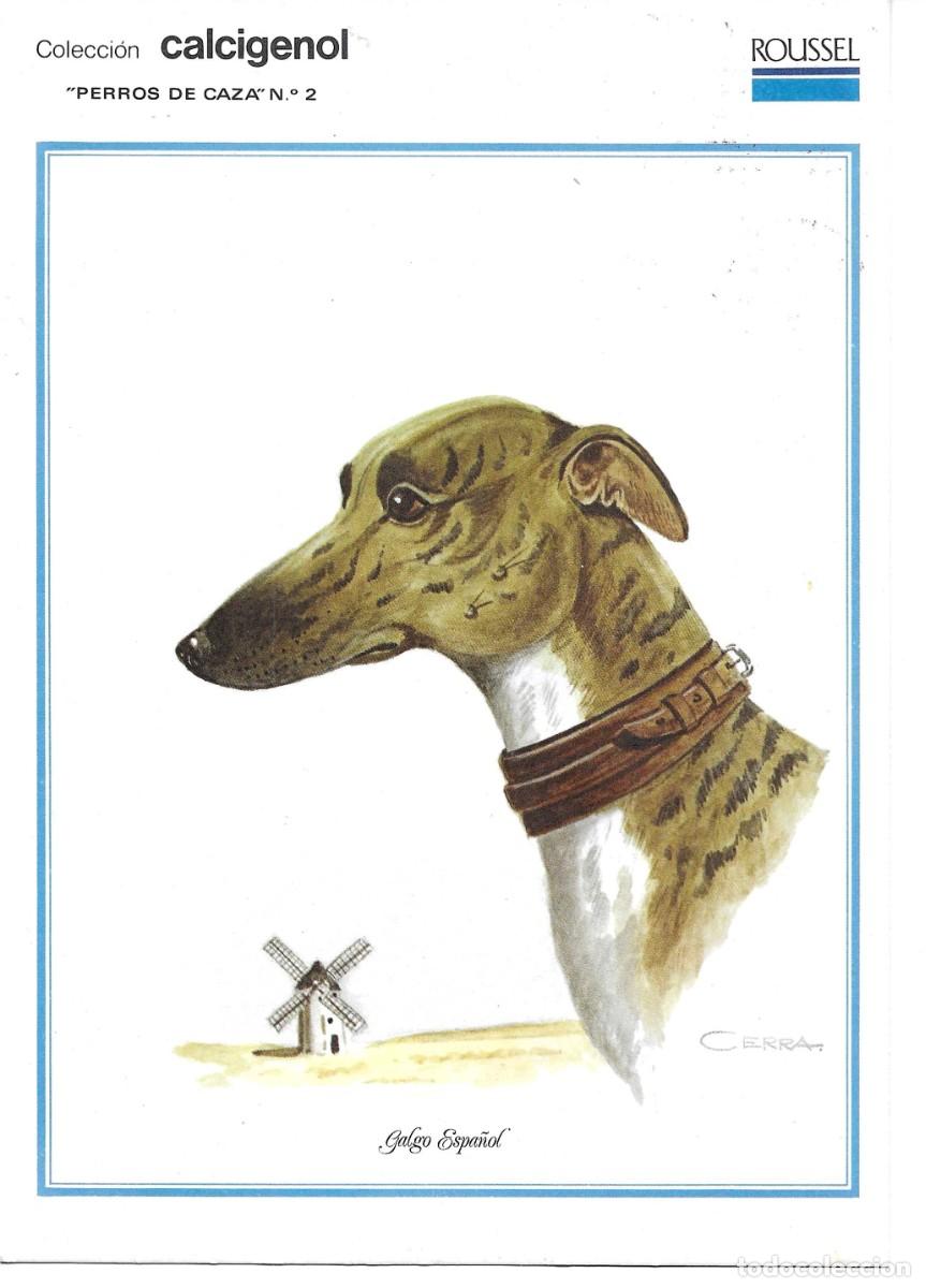 Postales: &rdquo;Galgo Espa&ntilde;ol&rdquo; L&agrave;mina Colecci&oacute;n Perros de Caza No. 2. Ilustrador Cerra. Laboratorios Roussel