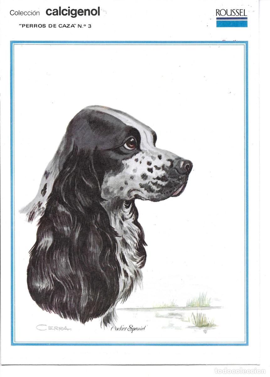Postales: &rdquo;Cocker Spaniel&rdquo; L&agrave;mina Colecci&oacute;n Perros de Caza No. 3. Ilustrador Cerra. Laboratorios Roussel