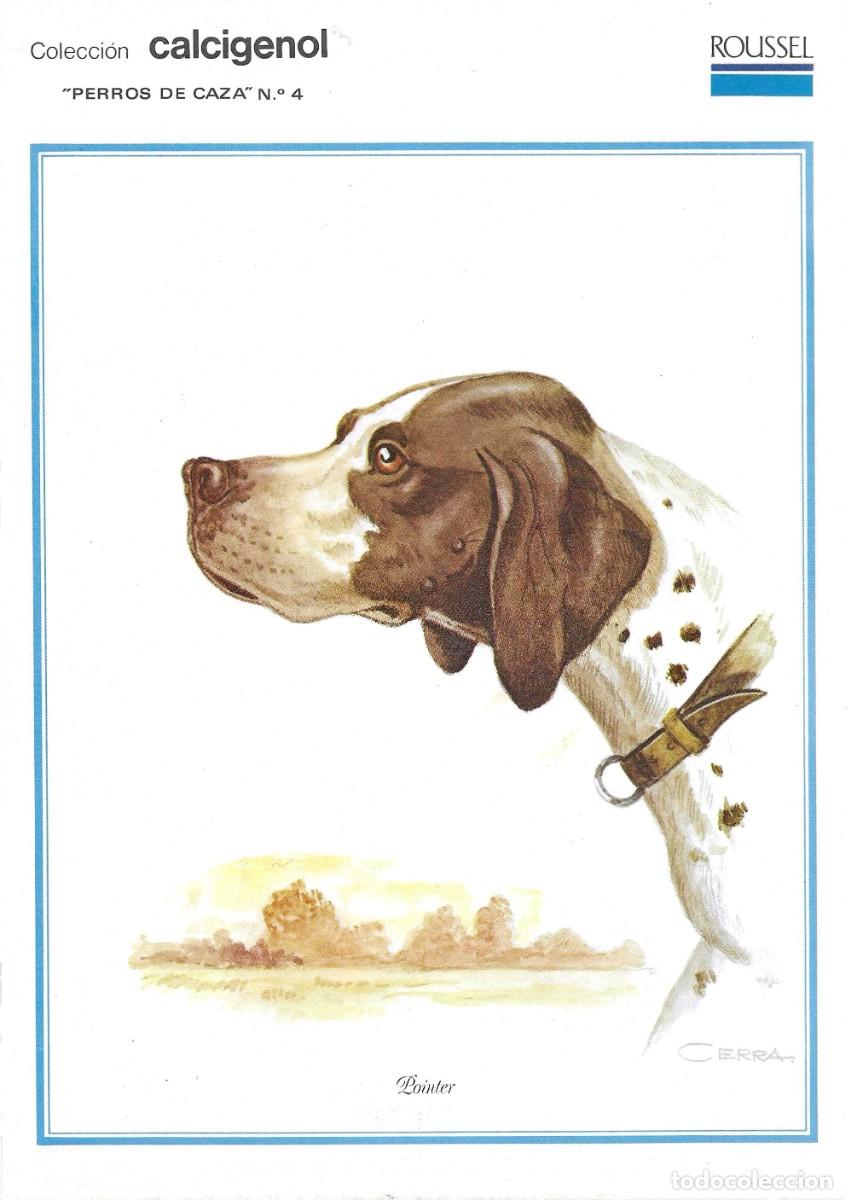 Postales: &rdquo;Pointer&rdquo; L&agrave;mina Colecci&oacute;n Perros de Caza No. 4. Ilustrador Cerra. Laboratorios Roussel
