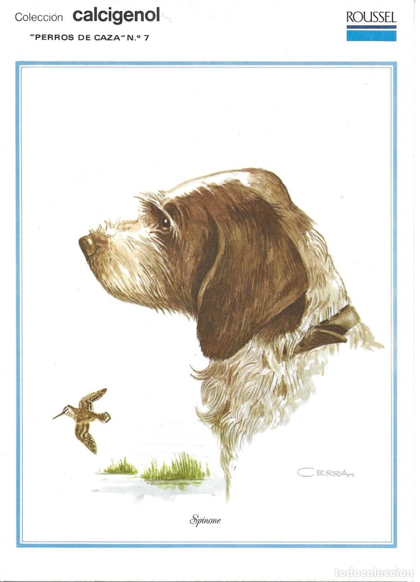 Postales: &rdquo;Spinone&rdquo; L&agrave;mina Colecci&oacute;n Perros de Caza No. 7. Ilustrador Cerra. Laboratorios Roussel