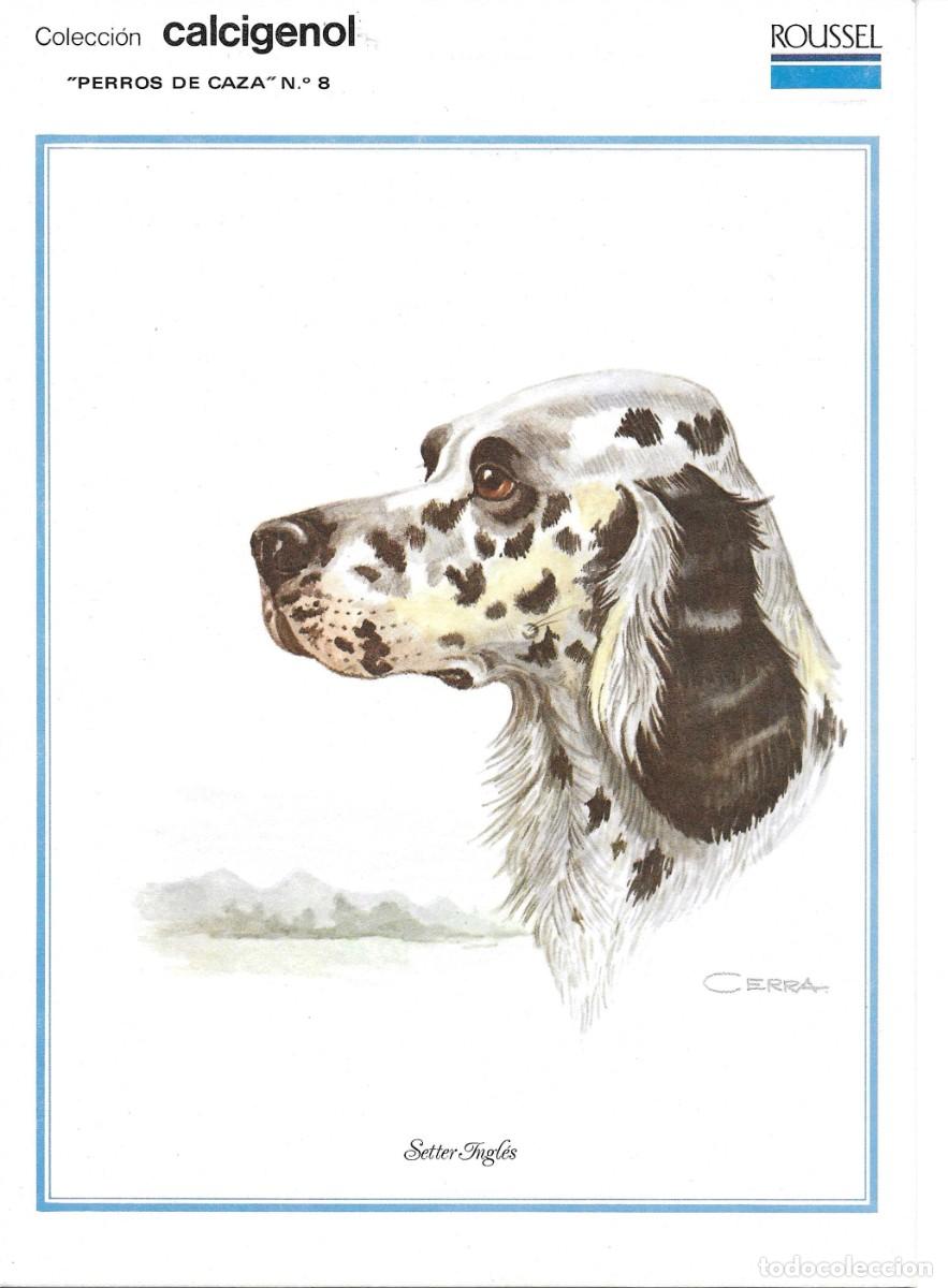 Postales: &rdquo;Setter Ingl&eacute;s&rdquo; L&agrave;mina Colecci&oacute;n Perros de Caza No. 8. Ilustrador Cerra. Laboratorios Roussel