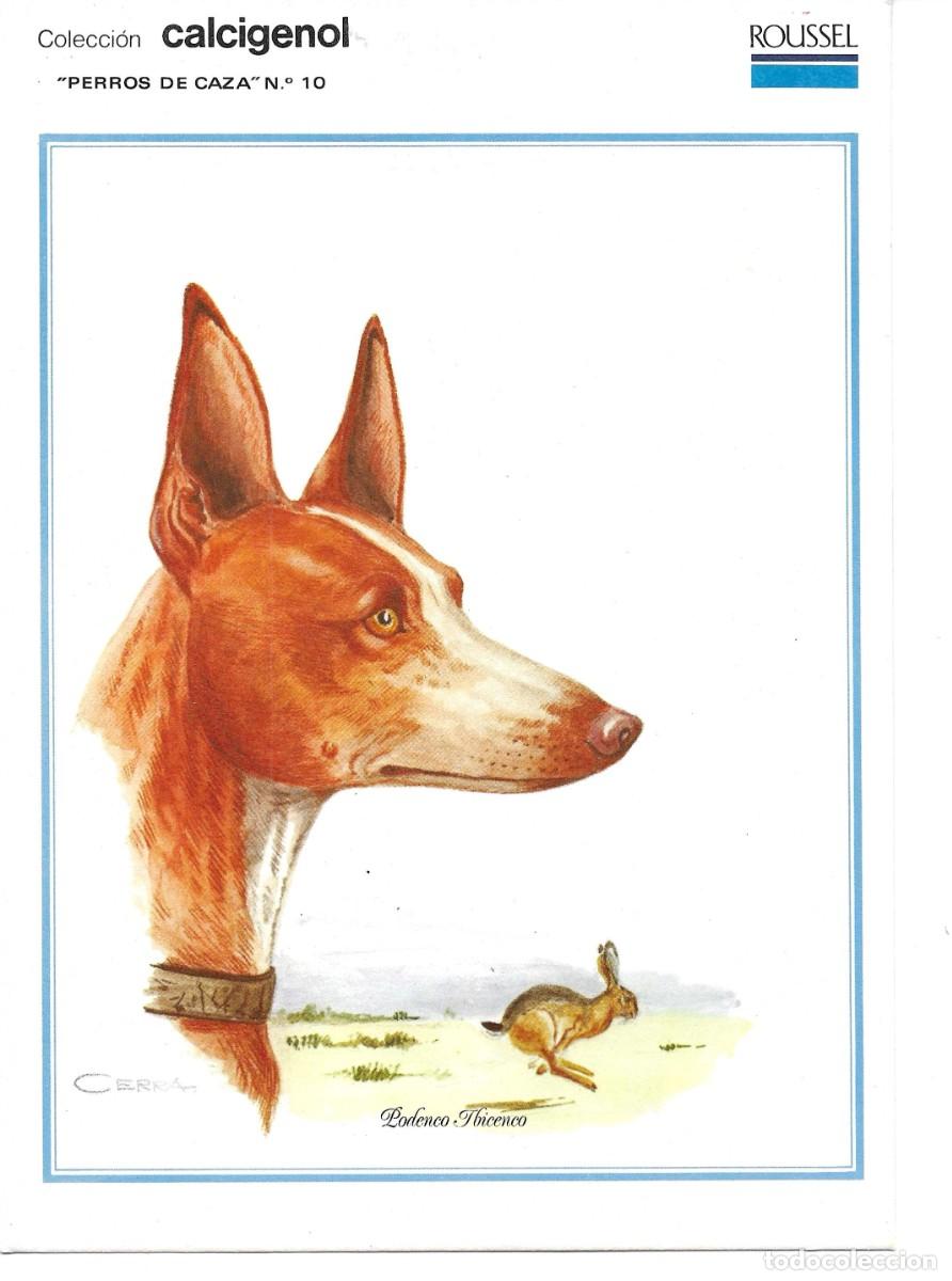 Postales: &rdquo;Podenco Ibizenco&rdquo; L&agrave;mina Colecci&oacute;n Perros de Caza No. 10. Ilustrador Cerra. Laboratorios Roussel