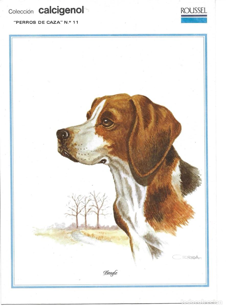 Postales: &rdquo;Beagle&rdquo; L&agrave;mina Colecci&oacute;n Perros de Caza No. 11. Ilustrador Cerra. Laboratorios Roussel