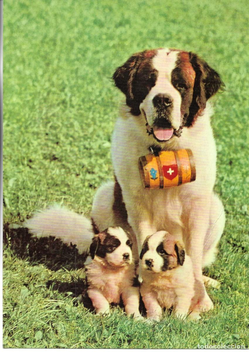 Postales: &rdquo;Perro San Bernardo &rdquo; L&agrave;mina fotogr&aacute;fica. 20 x 34 cms. Cia Espa&ntilde;ola de Penicilina (C.E.P.A.)