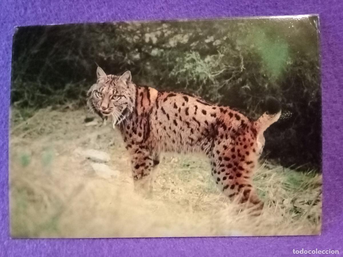 Postales: Postal - Parque Nacional de Do&ntilde;ana - ICONA - Lince Ib&eacute;rico.